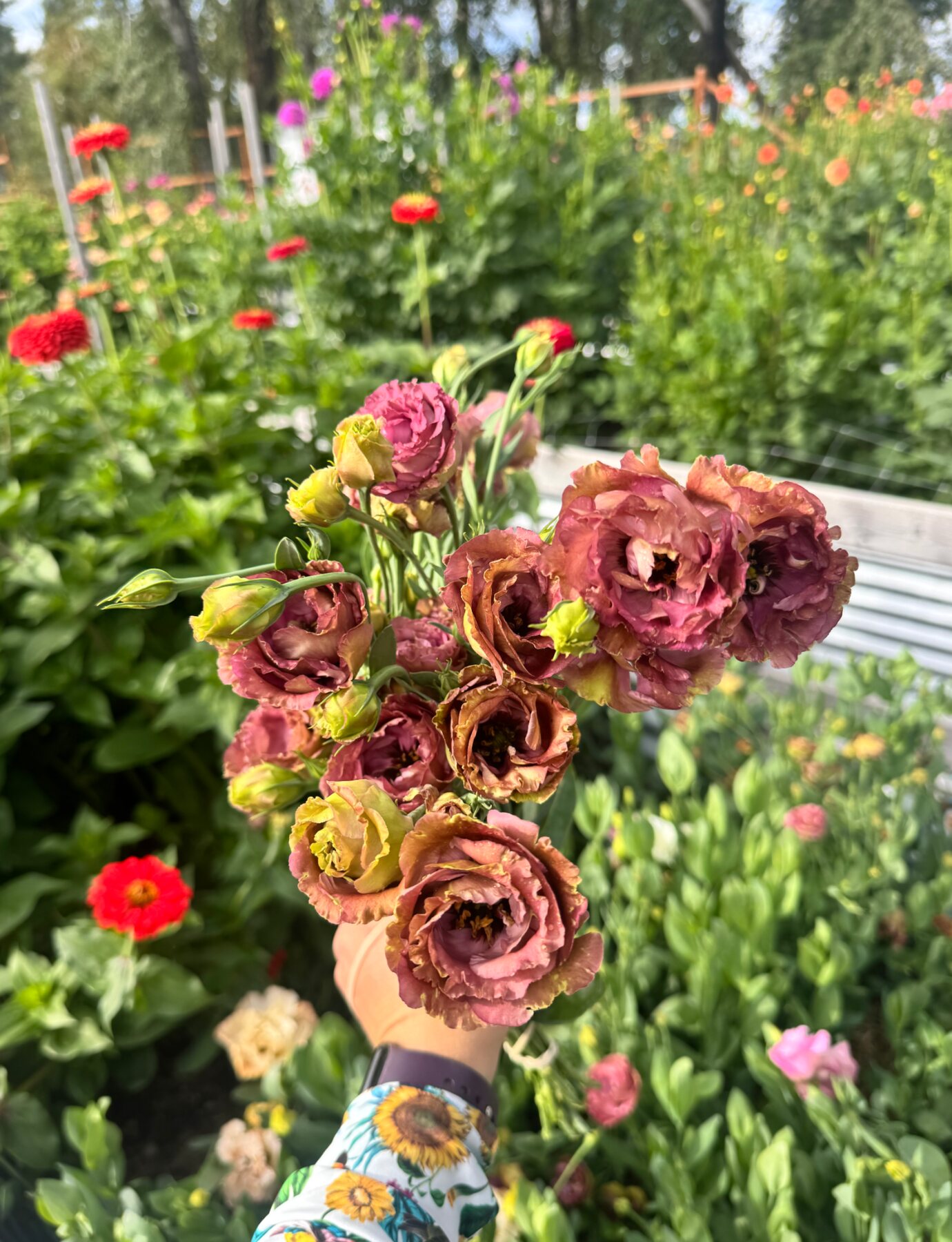 Antique rose and brown lisianthus gathered among the growing rows