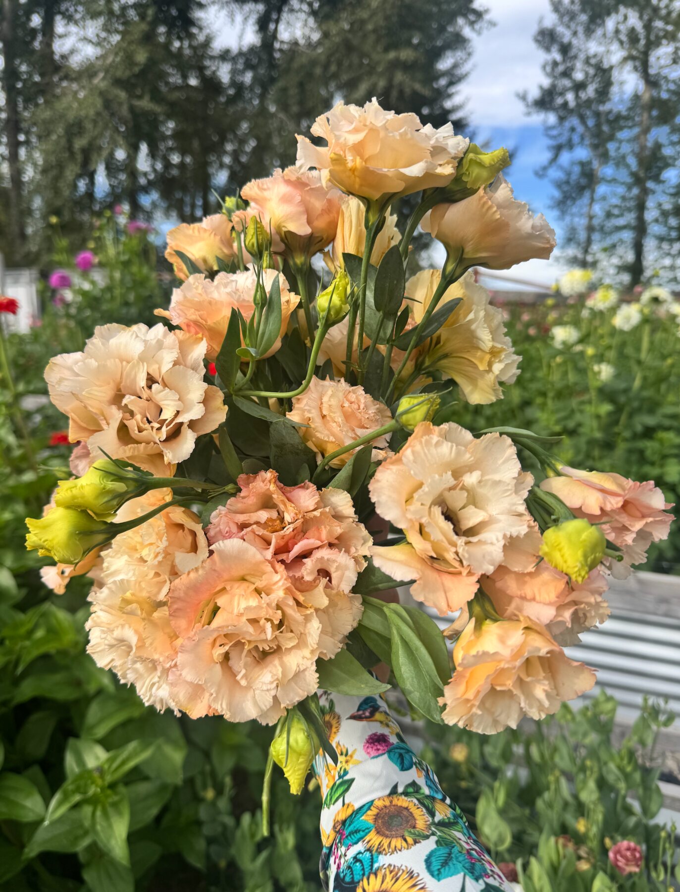 Apricot and cream lisianthus gathered in the flower field