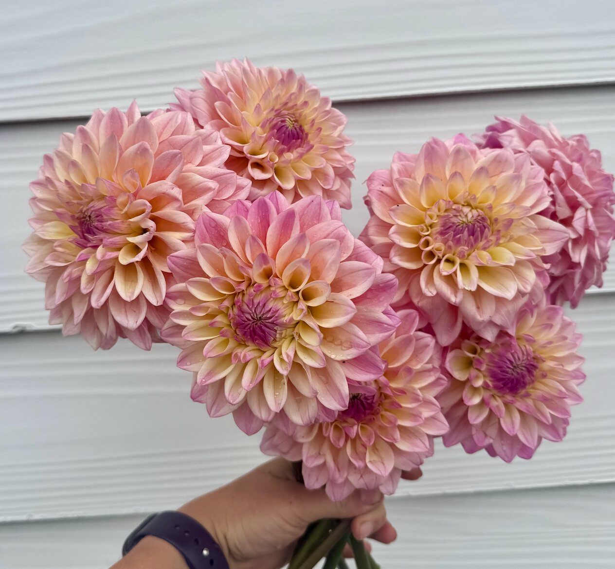 Armful of soft blush and pink dahlias grown at Flower Girl Farm