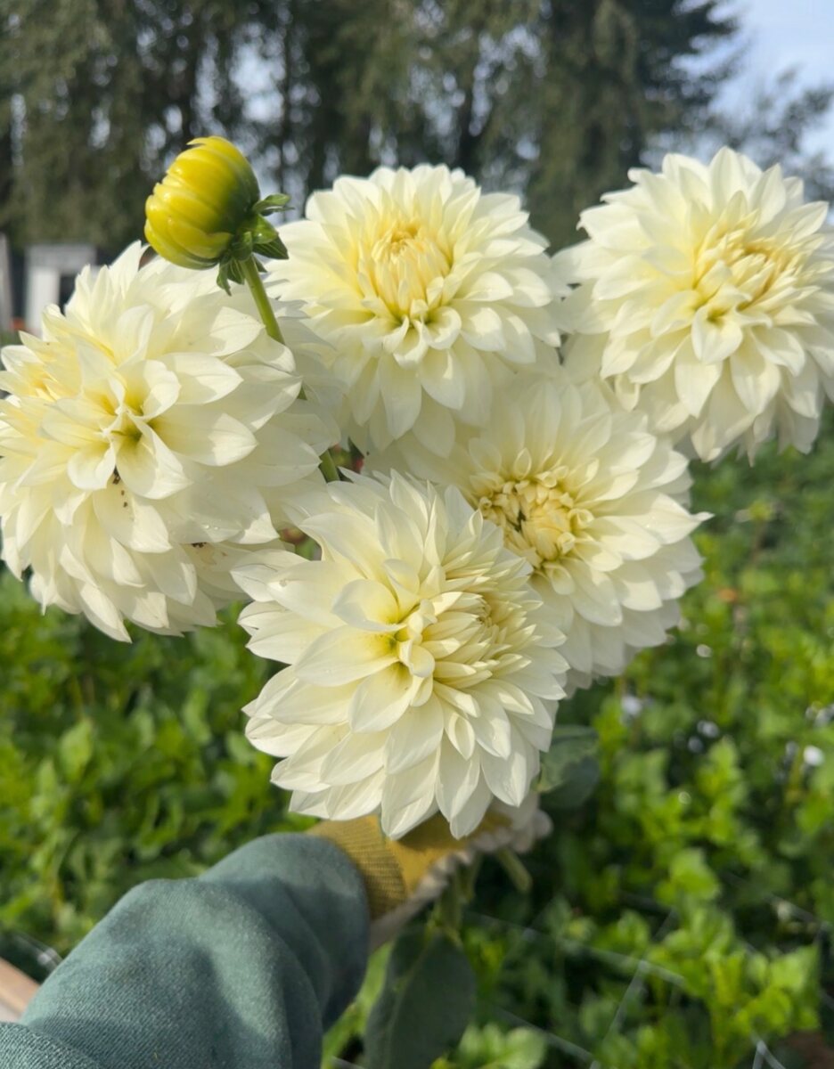 Armful of creamy white dahlias harvested at Flower Girl Farm
