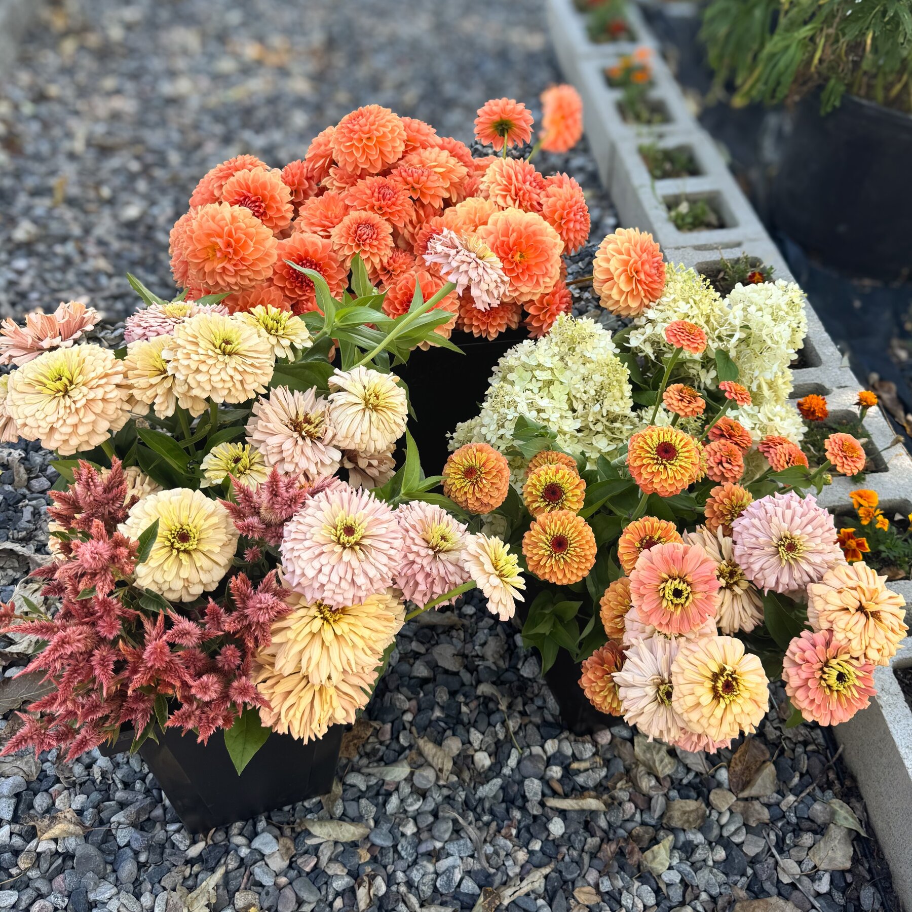 Peach dahlias and seasonal flowers gathered for a florist
