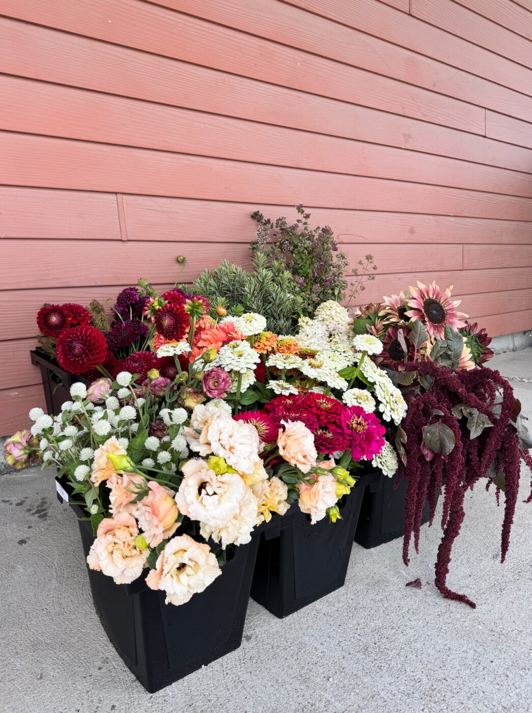 A colorful mix of harvested flowers in buckets