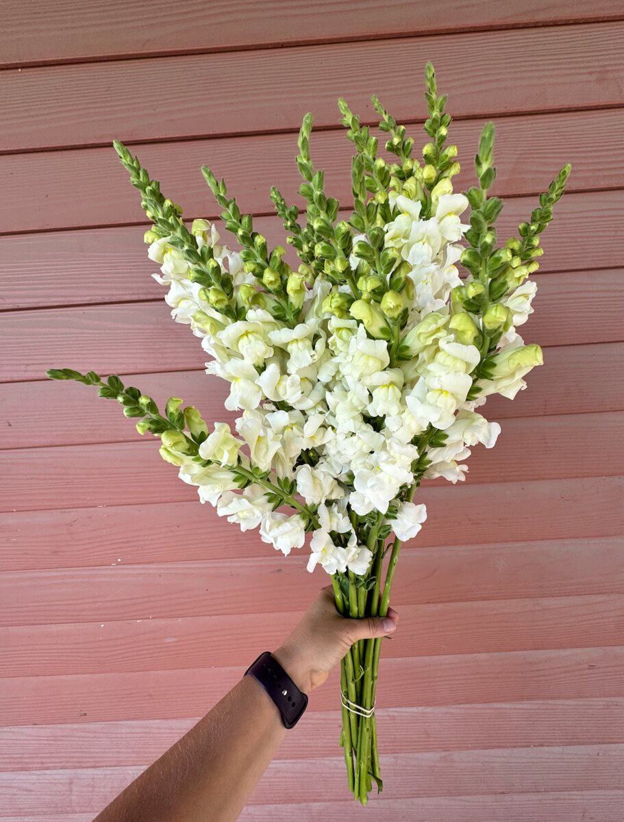 Long stems of ivory snapdragons held against the farm's red siding