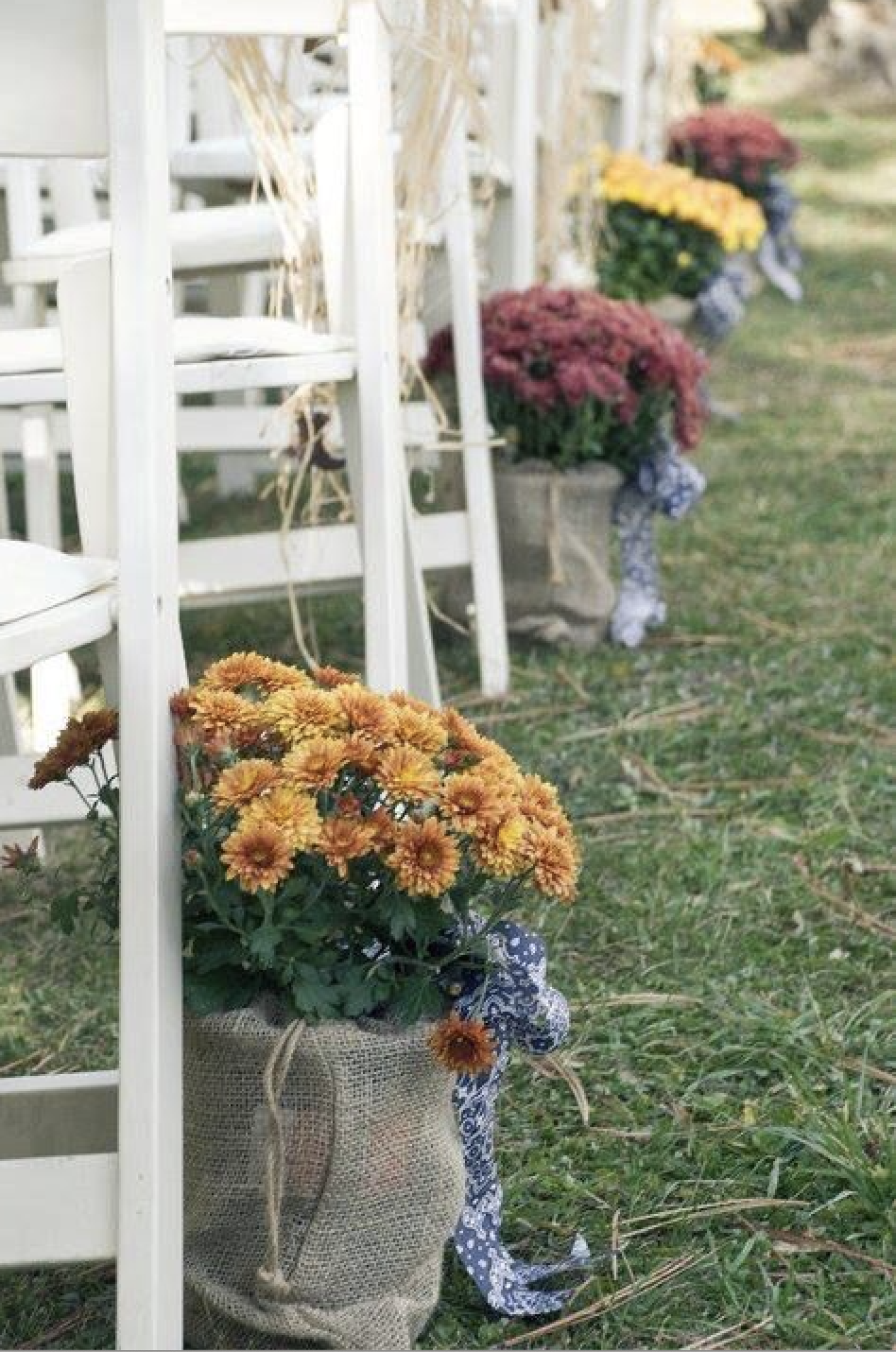 Potted chrysanthemums lining an outdoor ceremony aisle