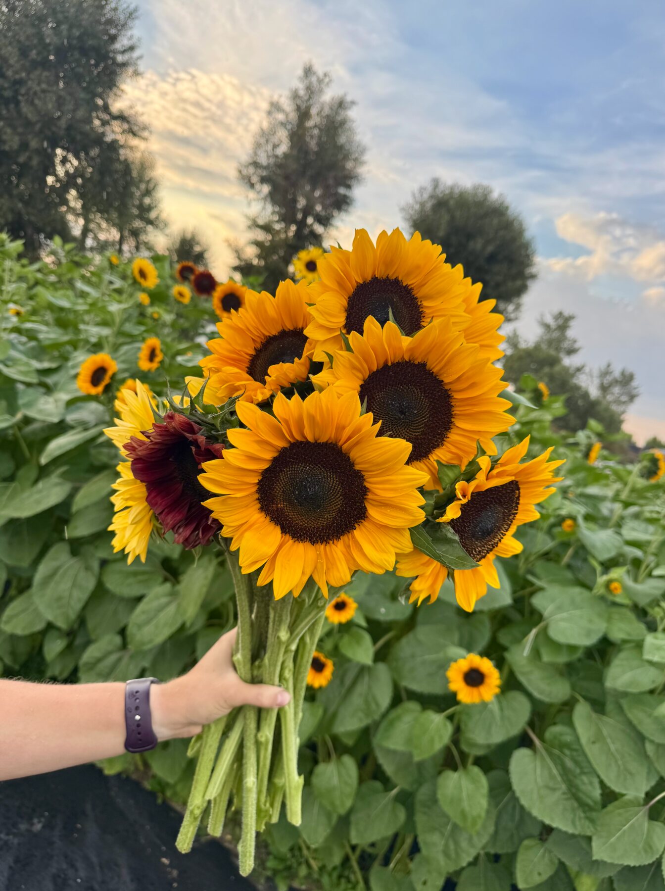 Sunflowers and seasonal blooms harvested at Flower Girl Farm